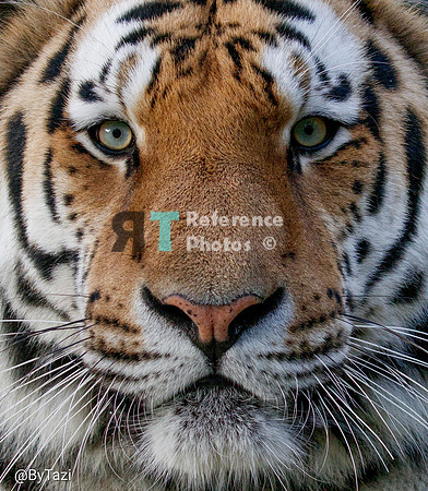 Siberian tiger