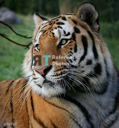 Siberian tiger