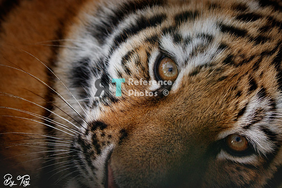 Siberian tiger cub