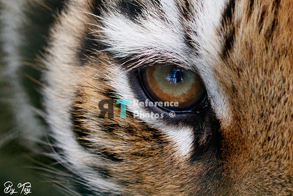 Siberian tiger cub's eye