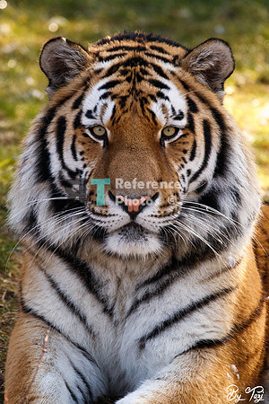 Siberian tiger portrait