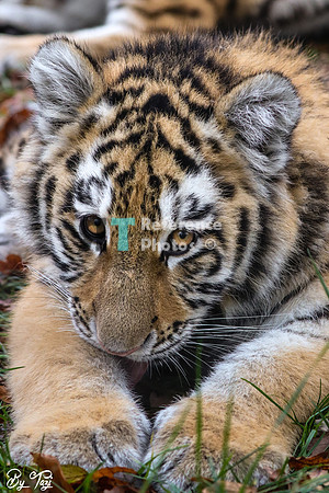 Siberian tiger cub