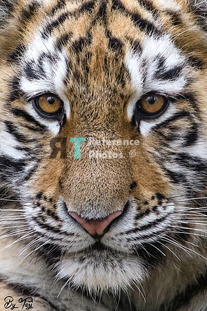 Siberian tiger cub