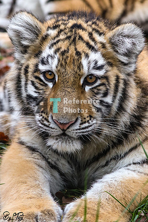 Siberian tiger cub
