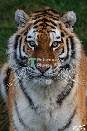 Siberian tiger