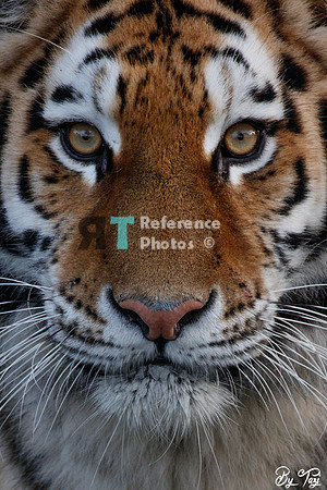 Siberian tiger (cropped) close up