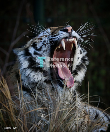Siberian tiger yawning