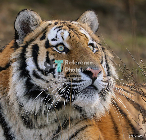 Siberian tiger