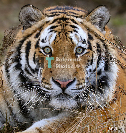 Siberian tiger