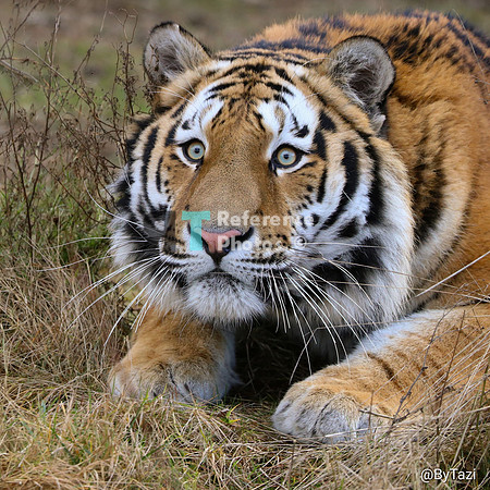 Siberian tiger