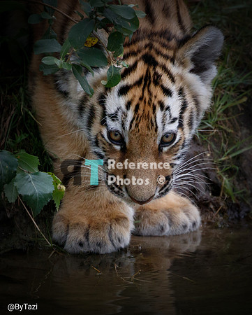 Siberian tiger cub by the water (Note: quite grainy, but still detailed)