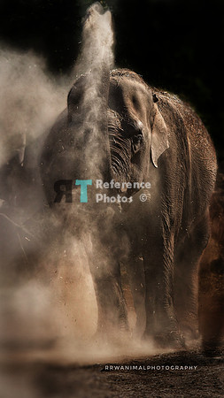 Asian Elephant