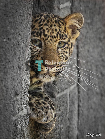 Leopard cub