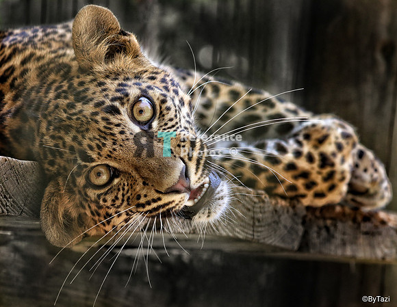 Sri lankan leopard cub