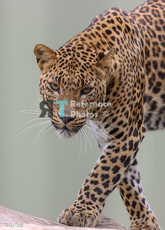 Sri lankan leopard