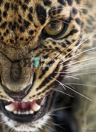 Sri lankan leopard cub hissing