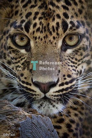 Sri lankan leopard