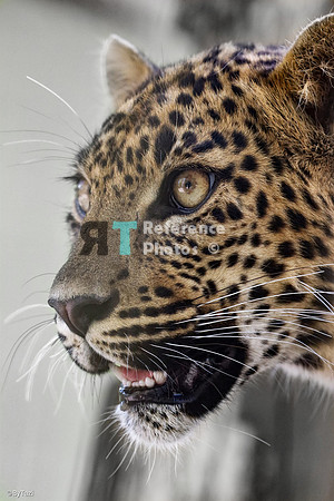 Sri lankan leopard cub