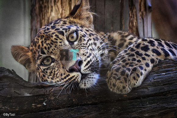 Sri lankan leopard cub
