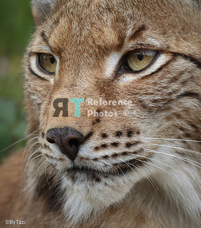 Eurasian lynx