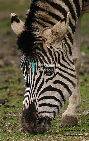 Grant zebra