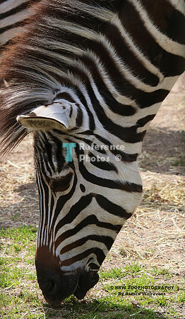 Grant zebra