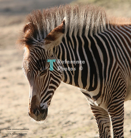 Grevy zebra foal