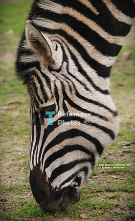Chapman zebra