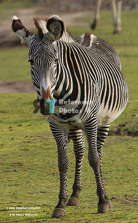 Grevy Zebra