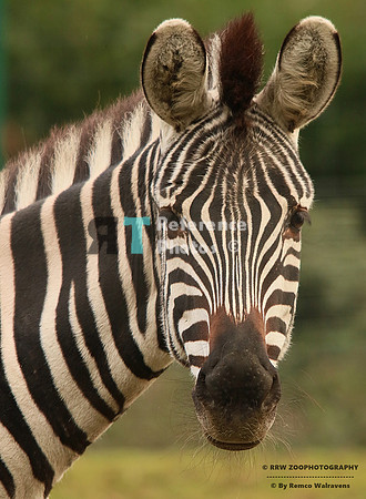 Grant zebra