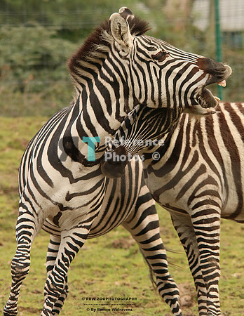 Grant zebra