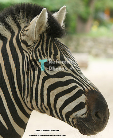 zebra