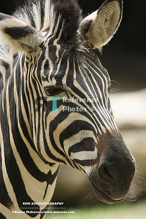 1 zebra 1