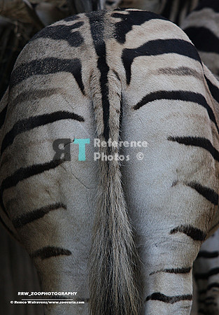 1 Zebra kont