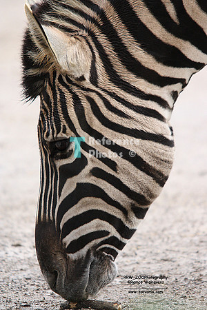 zebra