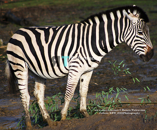 1 zebra