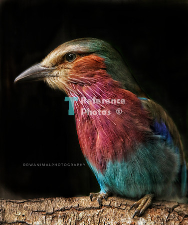 Lilac-breasted roller