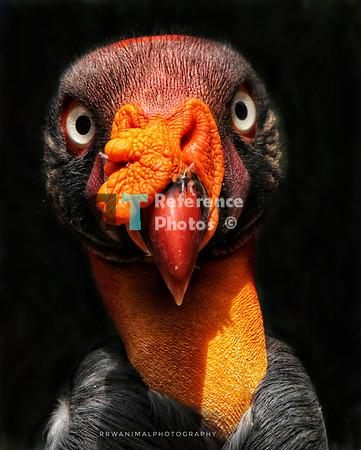 Kings Vulture