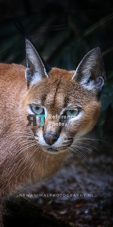 Caracal (slightly grainy, but still  detailed)