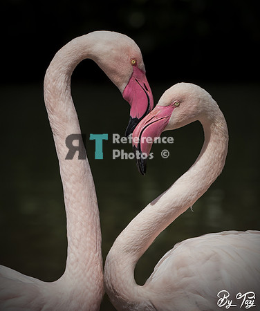 Flamingo heart