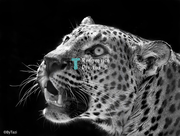 Sri lankan leopard