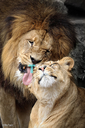 African lion and lioness