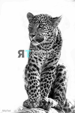 Sri lankan leopard