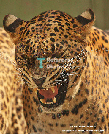 1 sri lanka panter 2