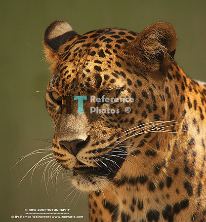 1 sri lanka panter 4