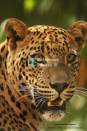 1 sri lanka panter 7