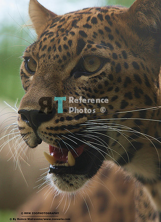 1 sri lanka panter 8