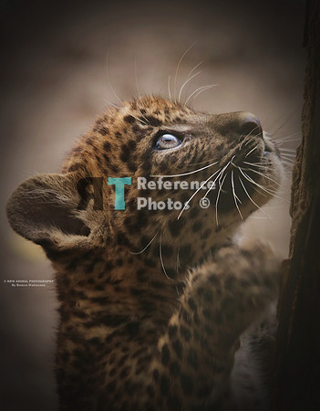 1 Pantertje IMG_0298