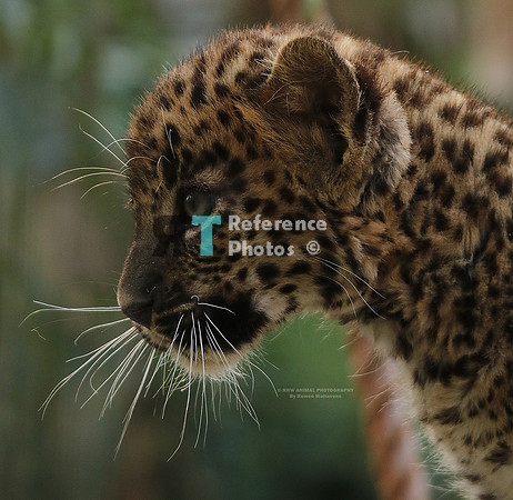1 Pantertje IMG_0382