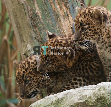 1 Pantertjes IMG_0438